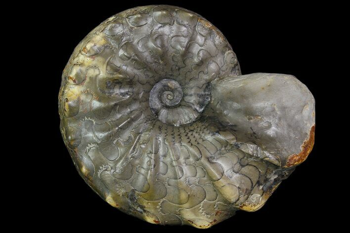 Unusual, Triassic Ammonite (Ceratites) Fossil - Germany #92588